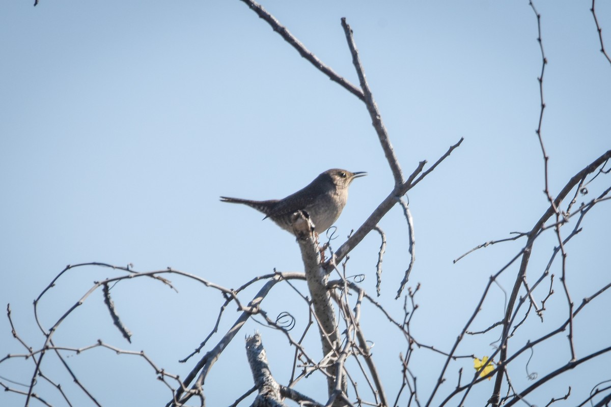 Northern House Wren - ML299979021