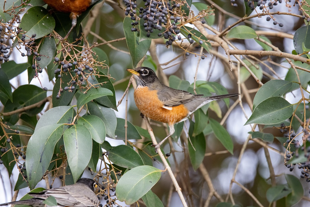 American Robin - ML299982761