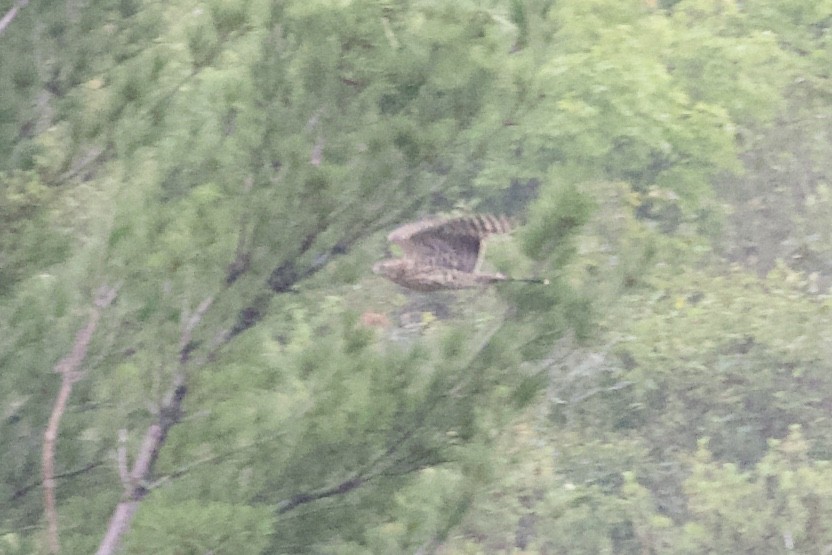 American Goshawk - ML299982931