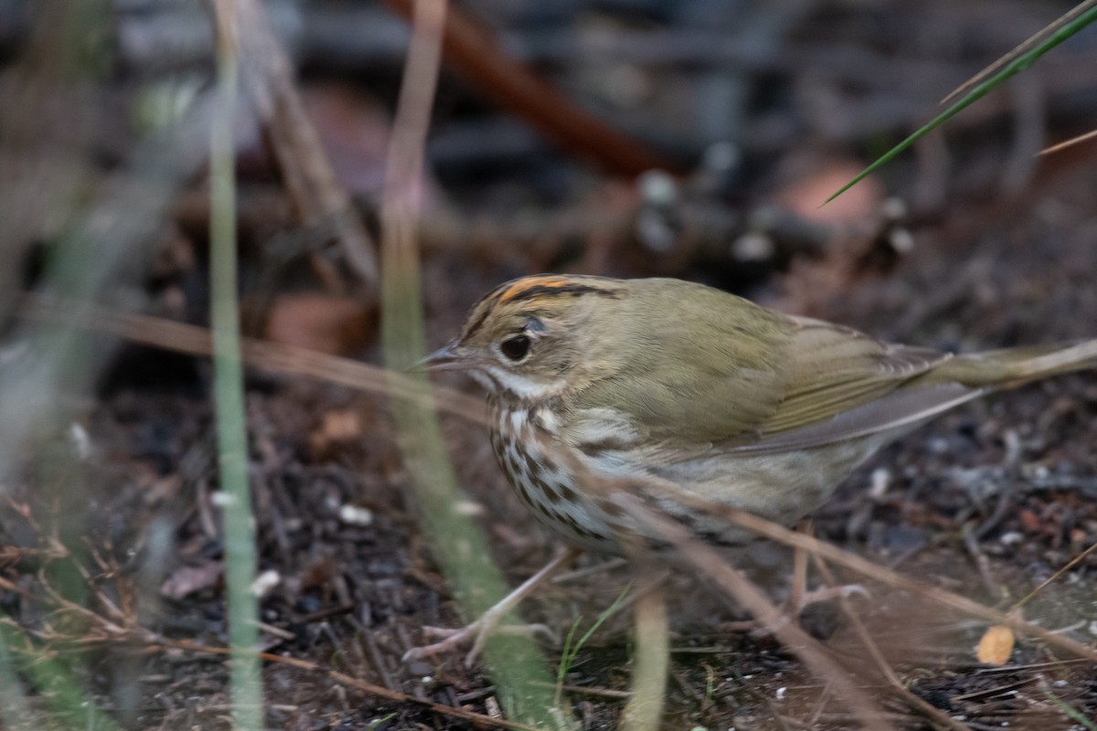 Ovenbird - ML299983351