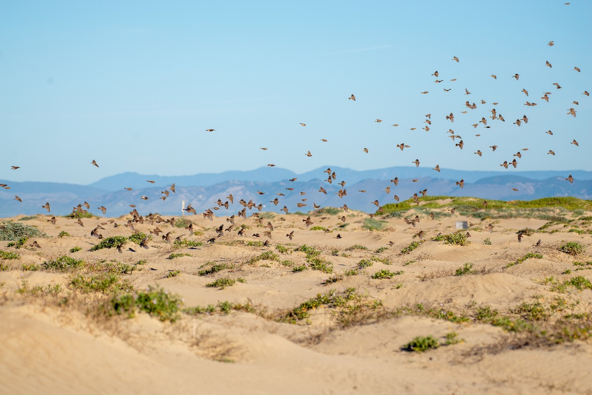 House Finch - ML299985351