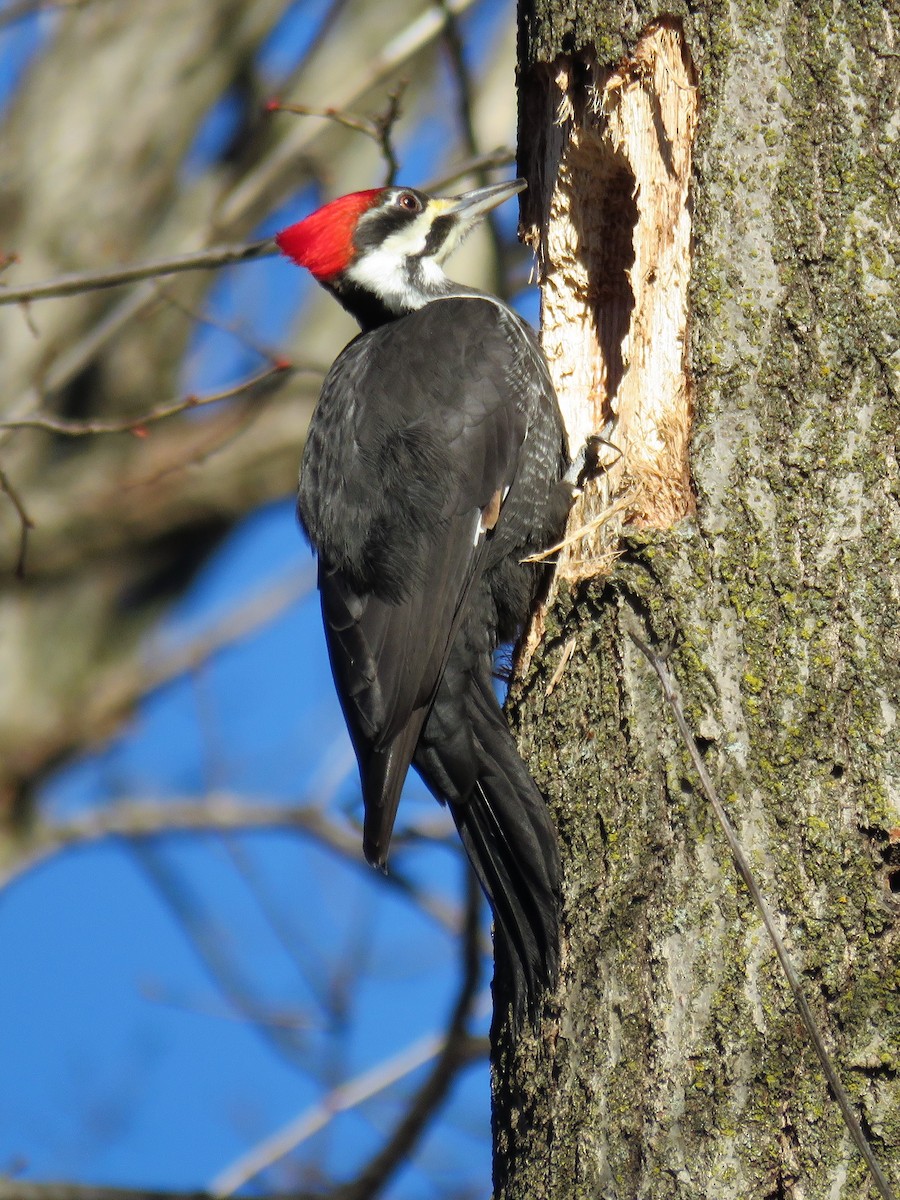 Pileated Woodpecker - ML299987301