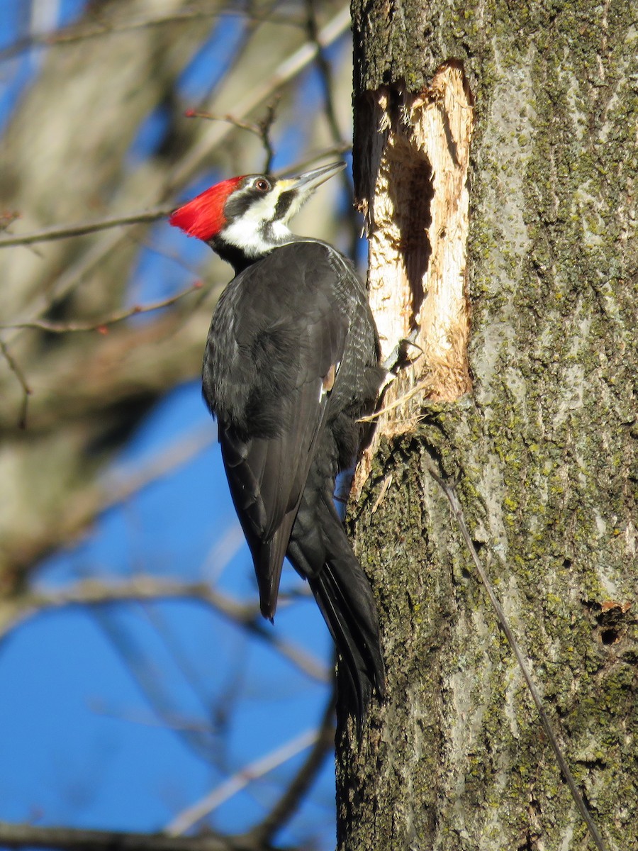 Pileated Woodpecker - ML299987331
