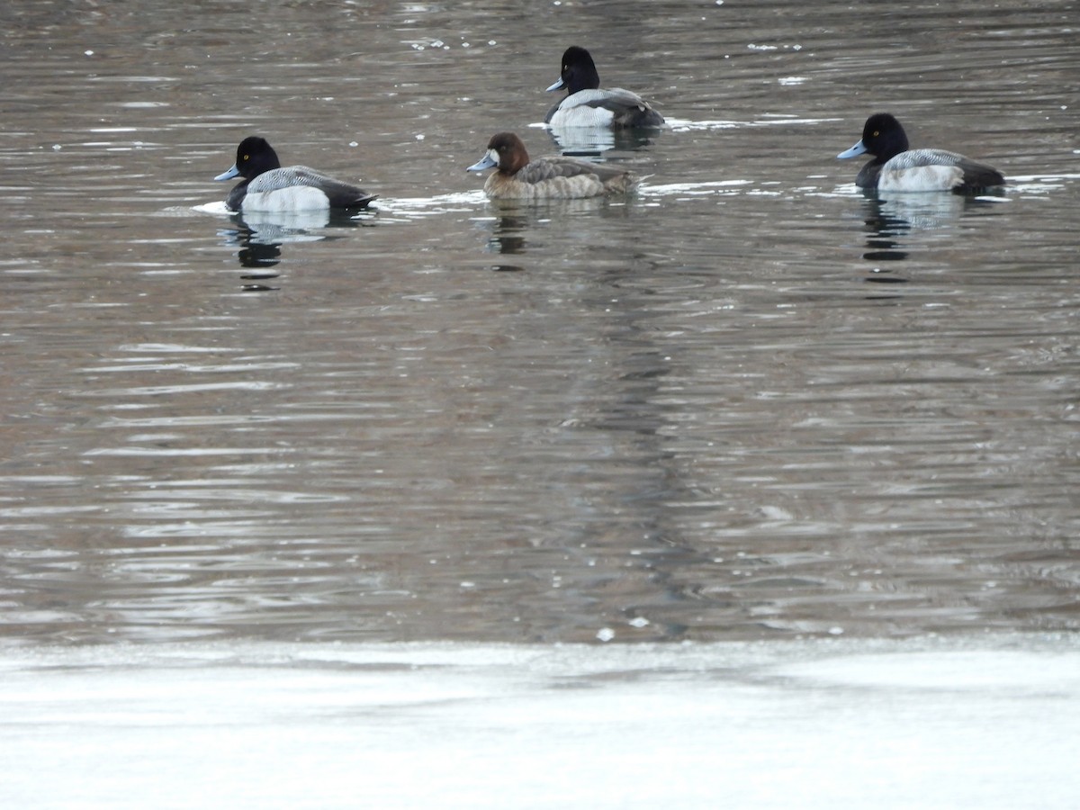 Lesser Scaup - Tom Wuenschell