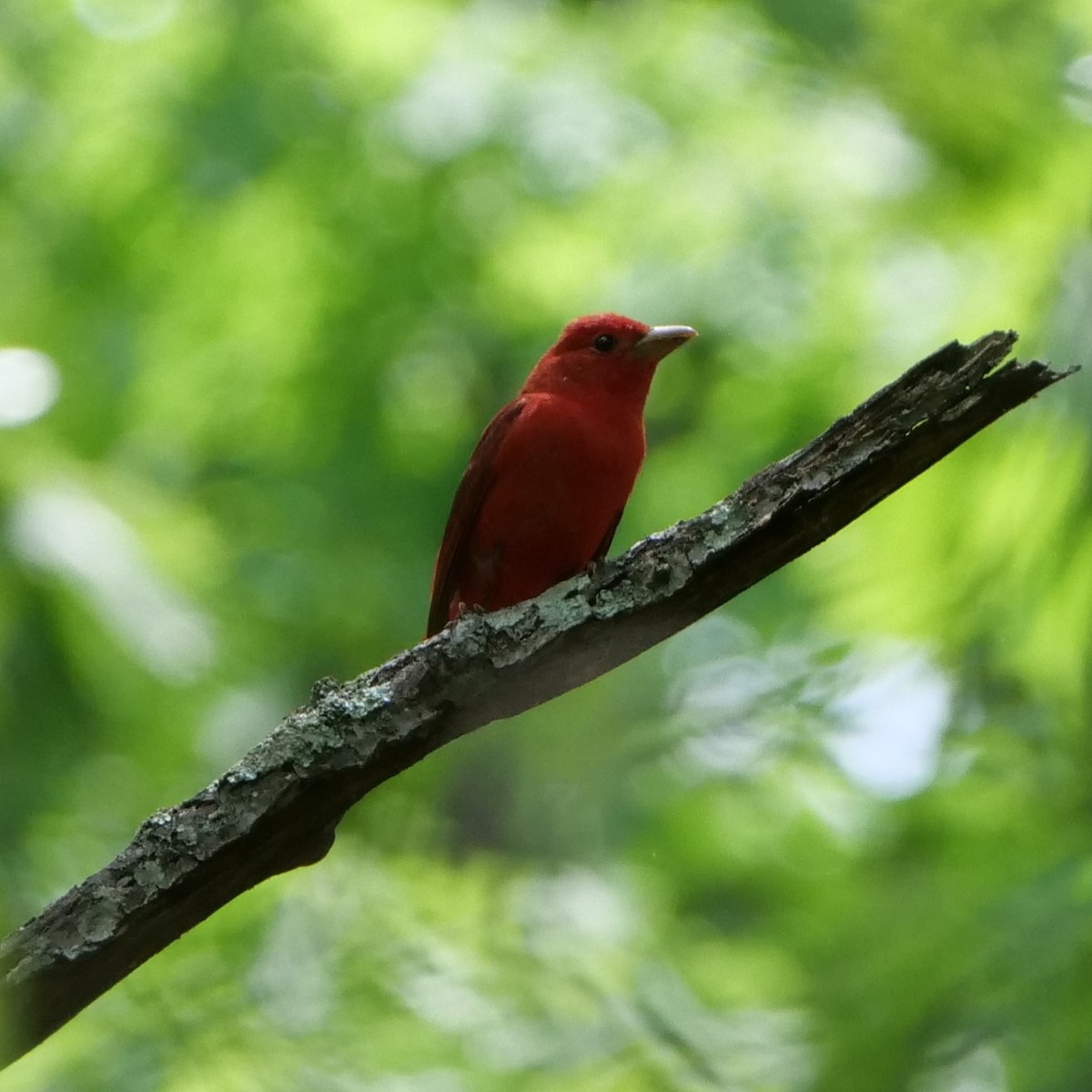 Summer Tanager - ML299995491