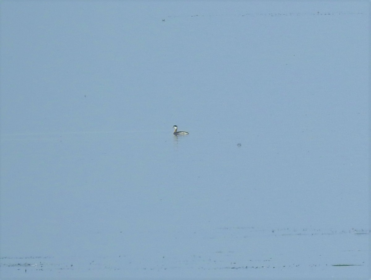 Horned Grebe - ML299995871