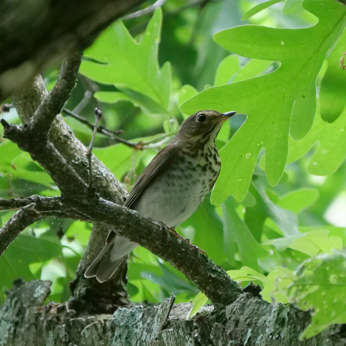 Swainson's Thrush - ML299995931