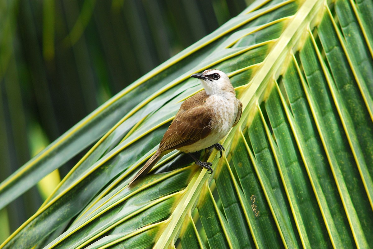 Yellow-vented Bulbul - ML299999251