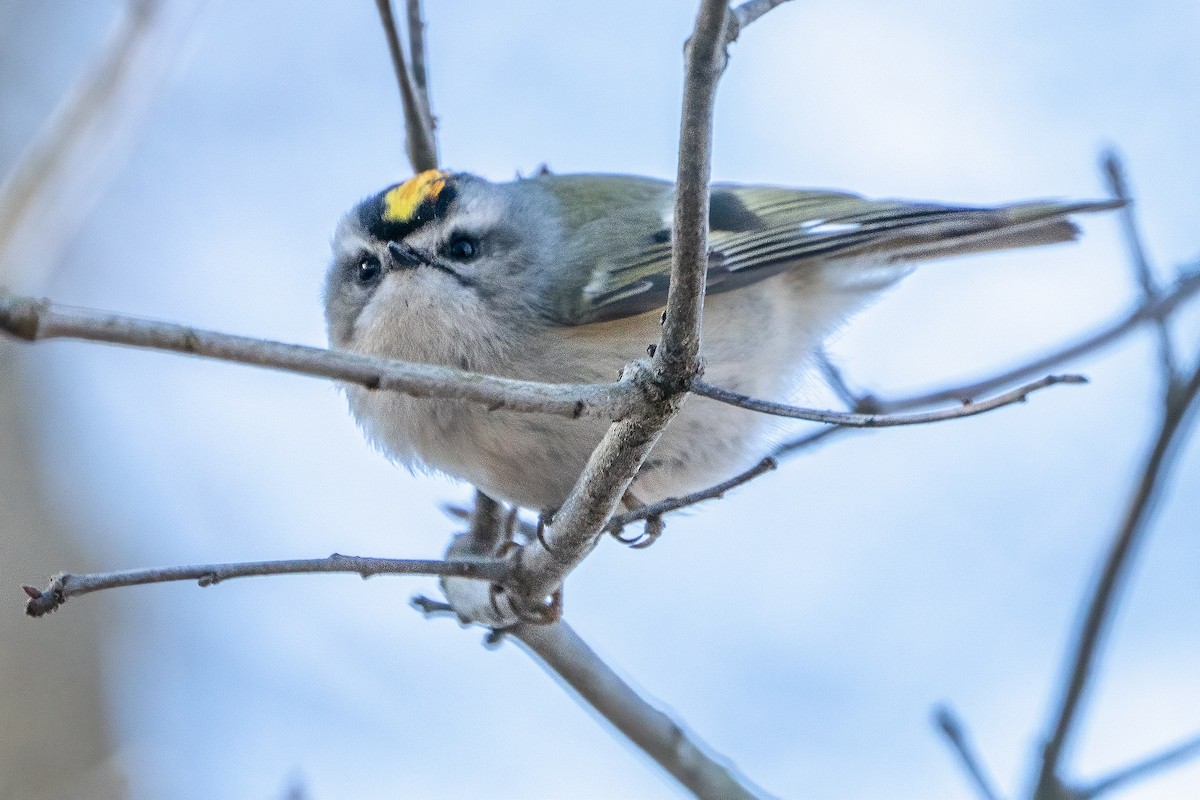 Golden-crowned Kinglet - Bill Wood