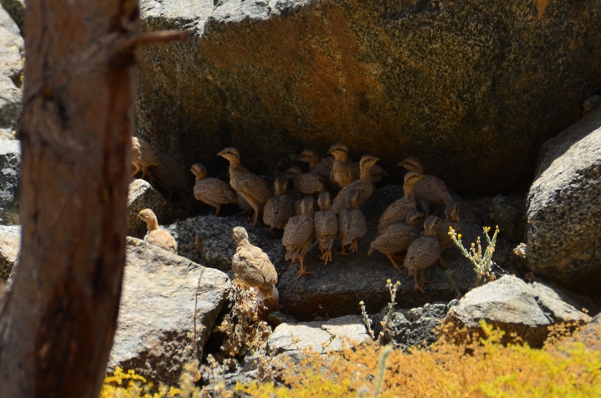 Sand Partridge - Watter AlBahry