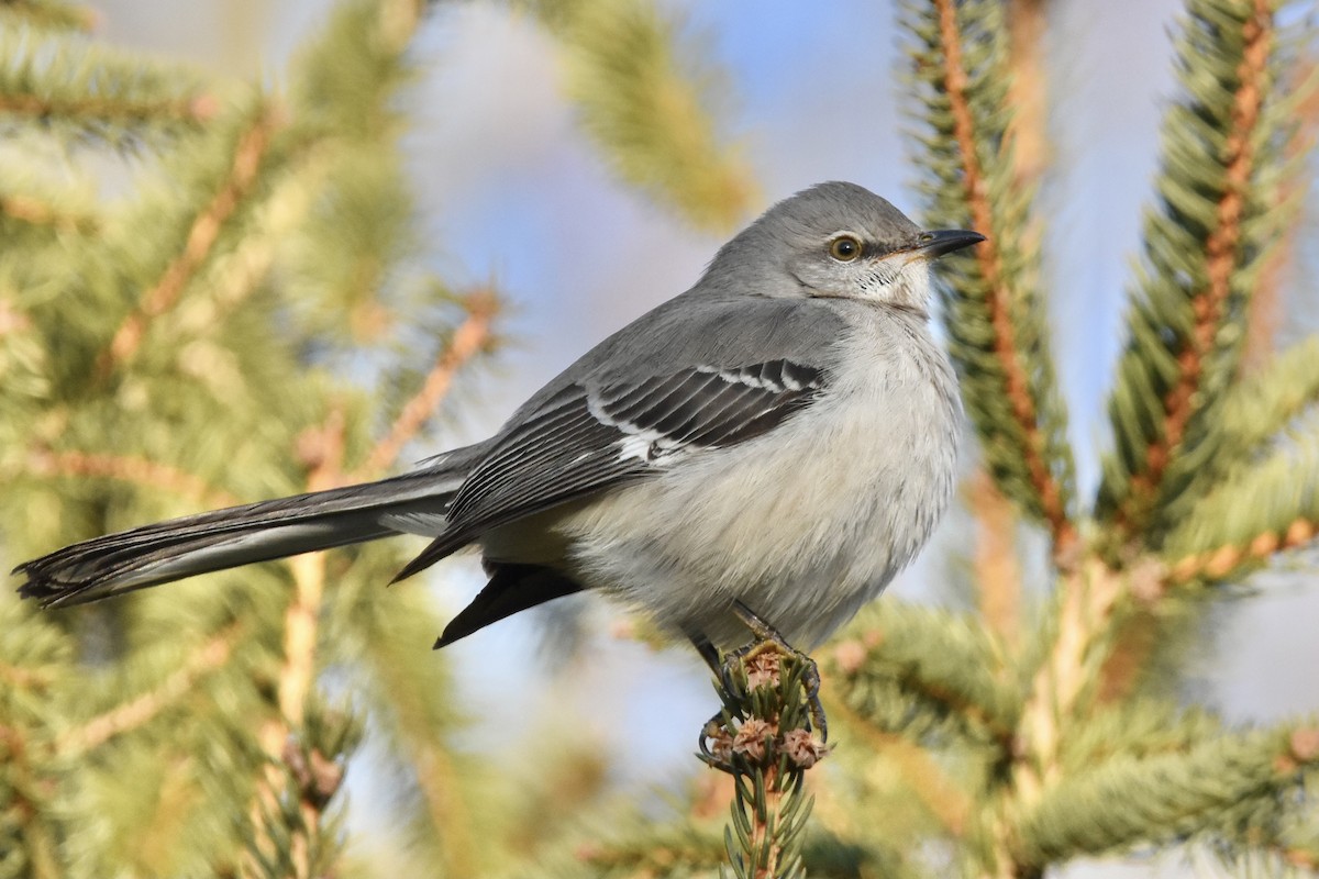 Northern Mockingbird - Julien Amsellem