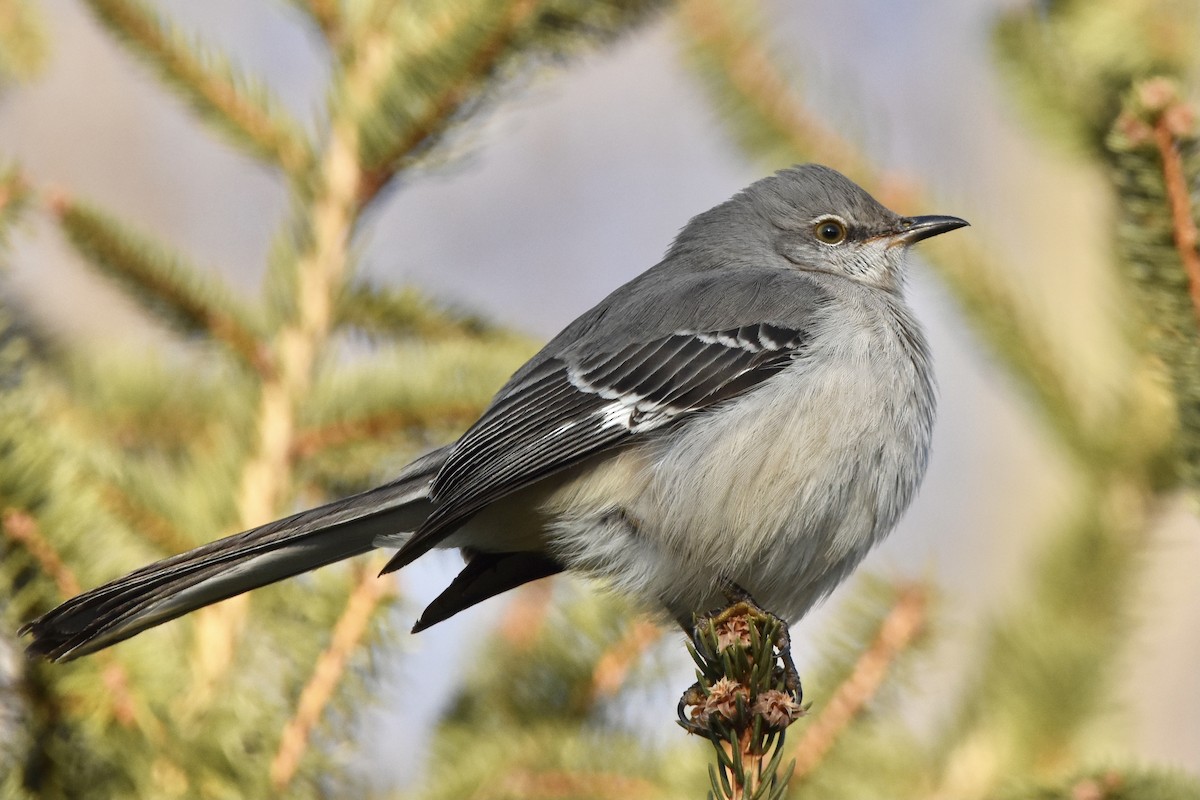 Northern Mockingbird - ML300003481