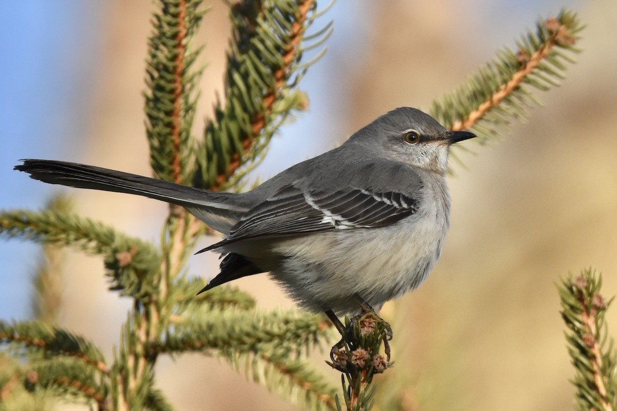 Northern Mockingbird - Julien Amsellem