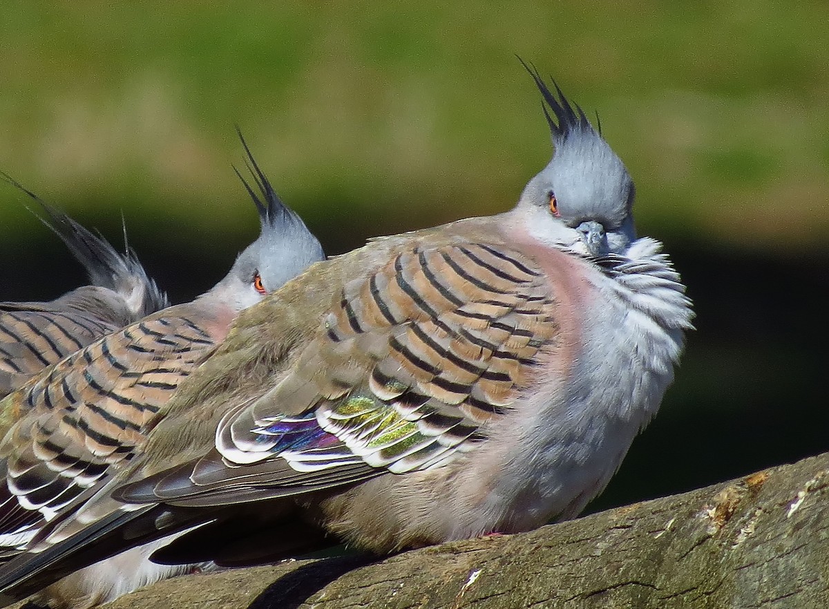 Crested Pigeon - ML300003591