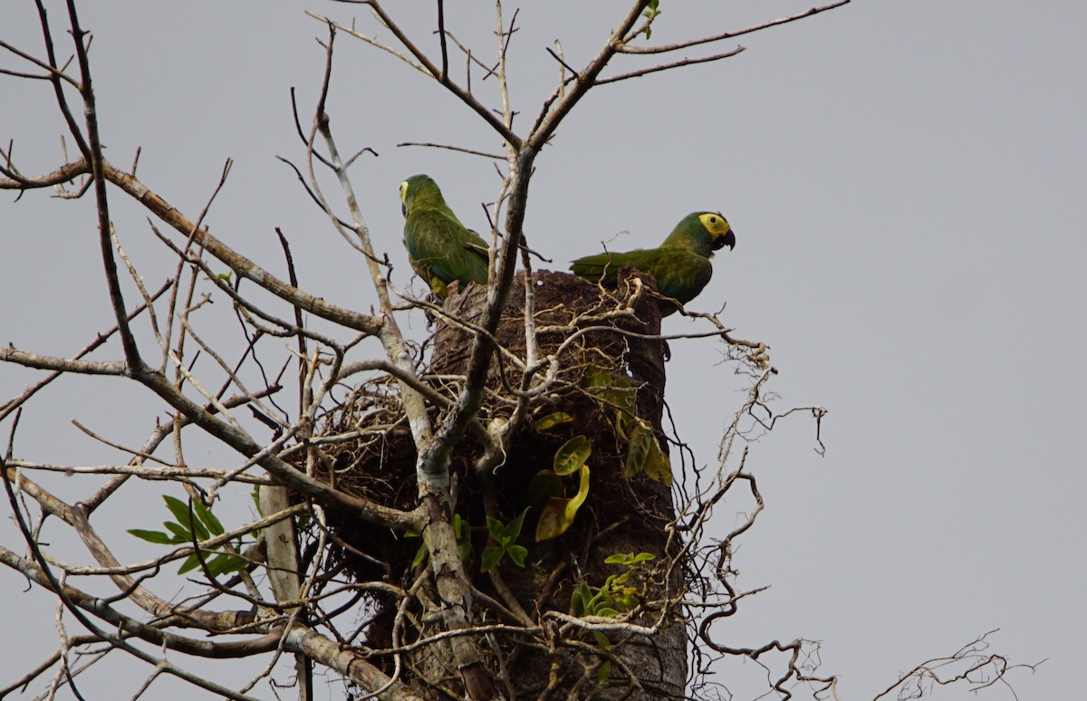 Red-bellied Macaw - ML300004761