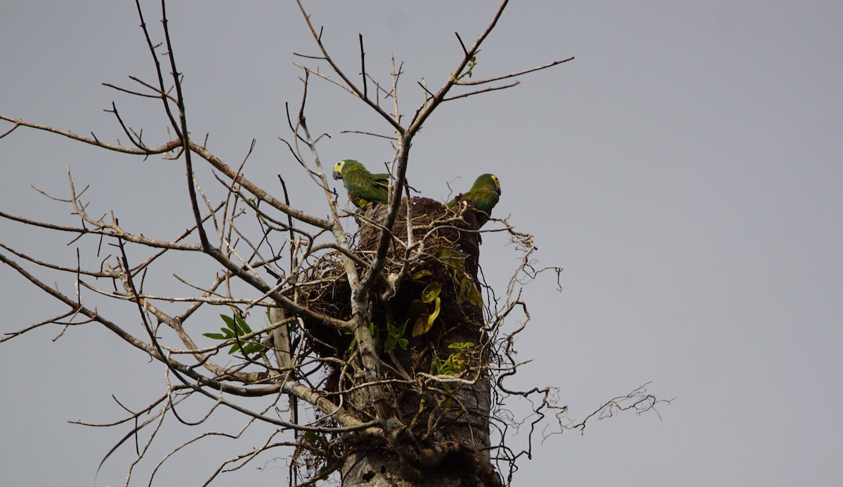 Red-bellied Macaw - ML300004781