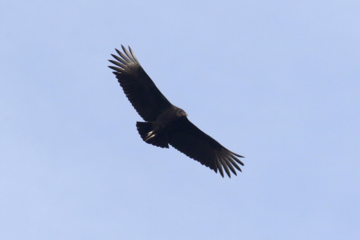 Black Vulture - ML300005961