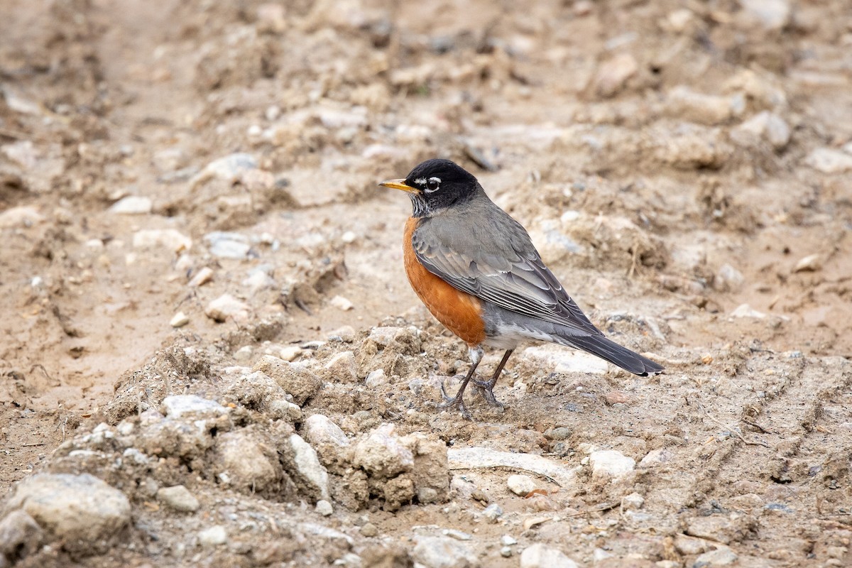 American Robin - ML300005971