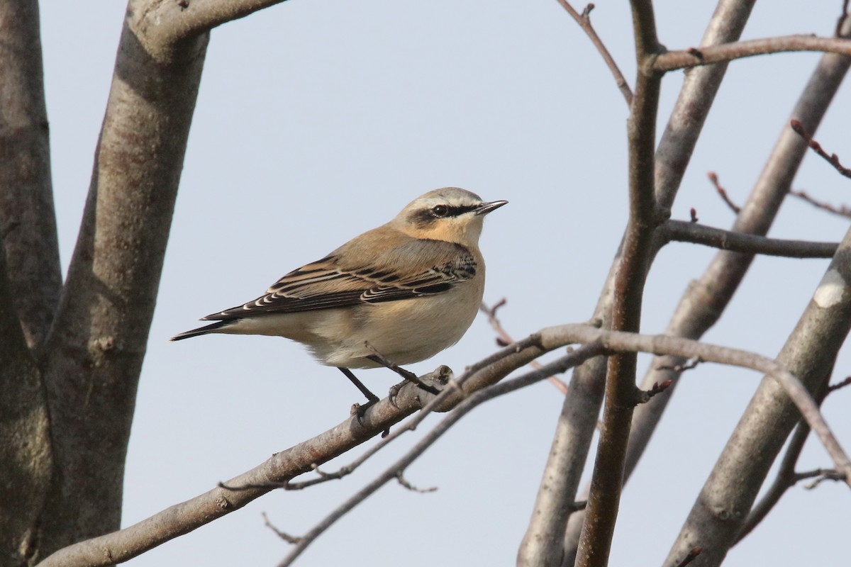 Northern Wheatear - ML300006081