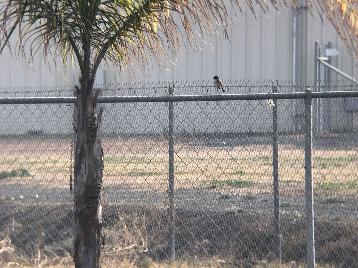 Eastern Phoebe - ML300007981