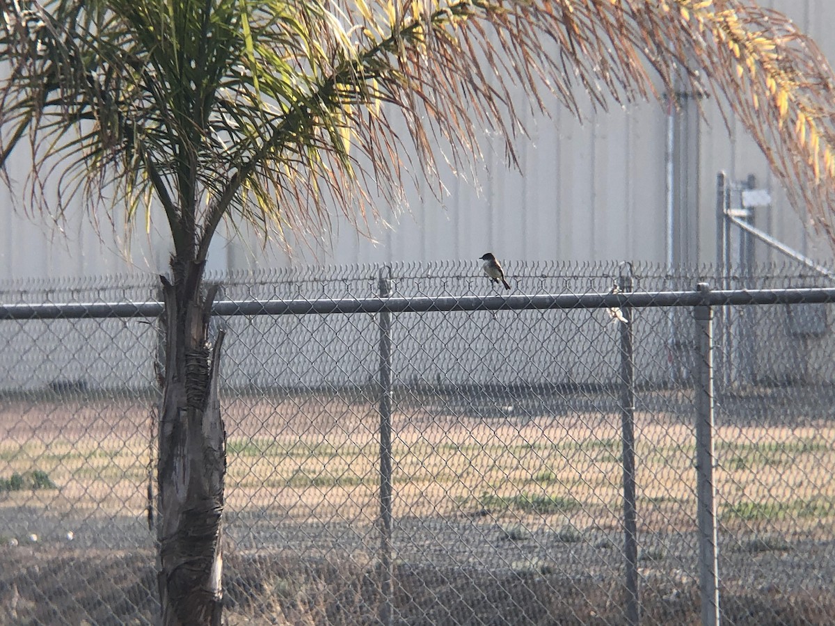 Eastern Phoebe - ML300008021