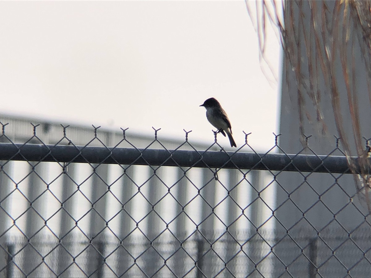 Eastern Phoebe - ML300008041