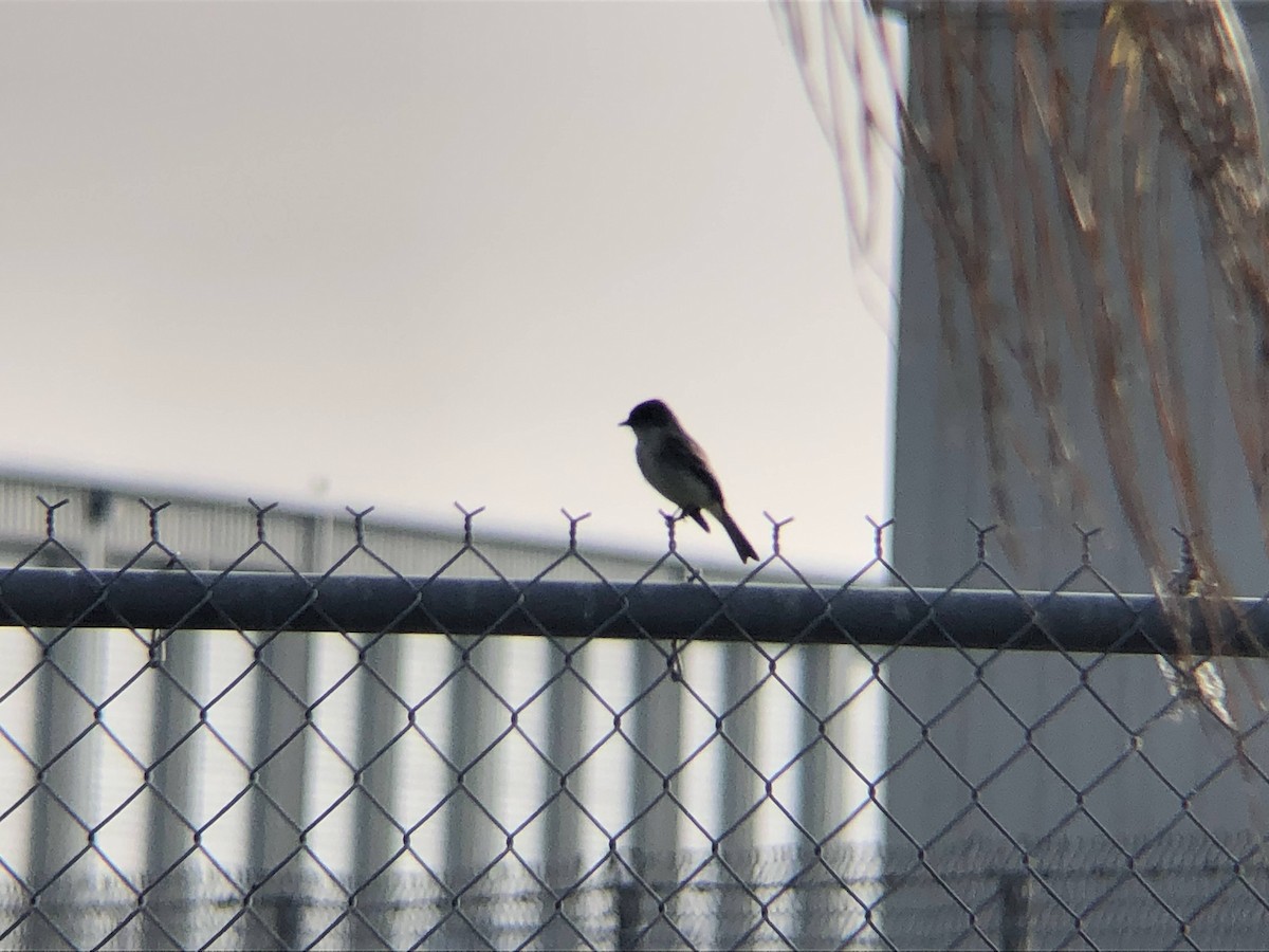 Eastern Phoebe - ML300008051