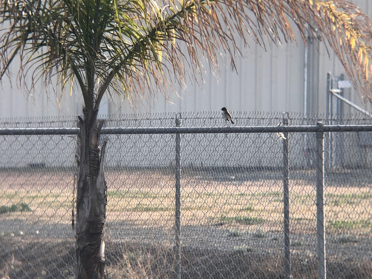 Eastern Phoebe - ML300008061