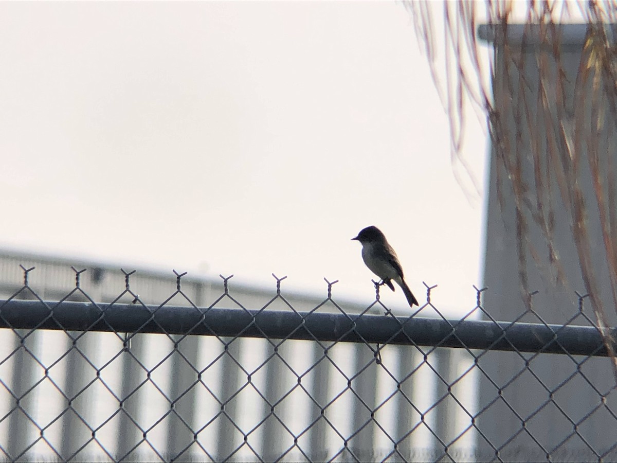 Eastern Phoebe - ML300008271