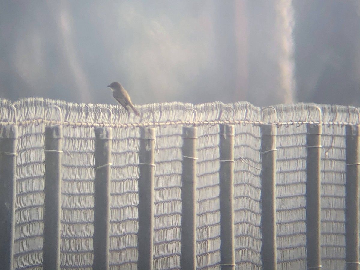 Eastern Phoebe - ML300008291