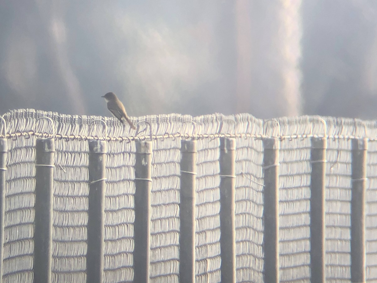 Eastern Phoebe - ML300008301