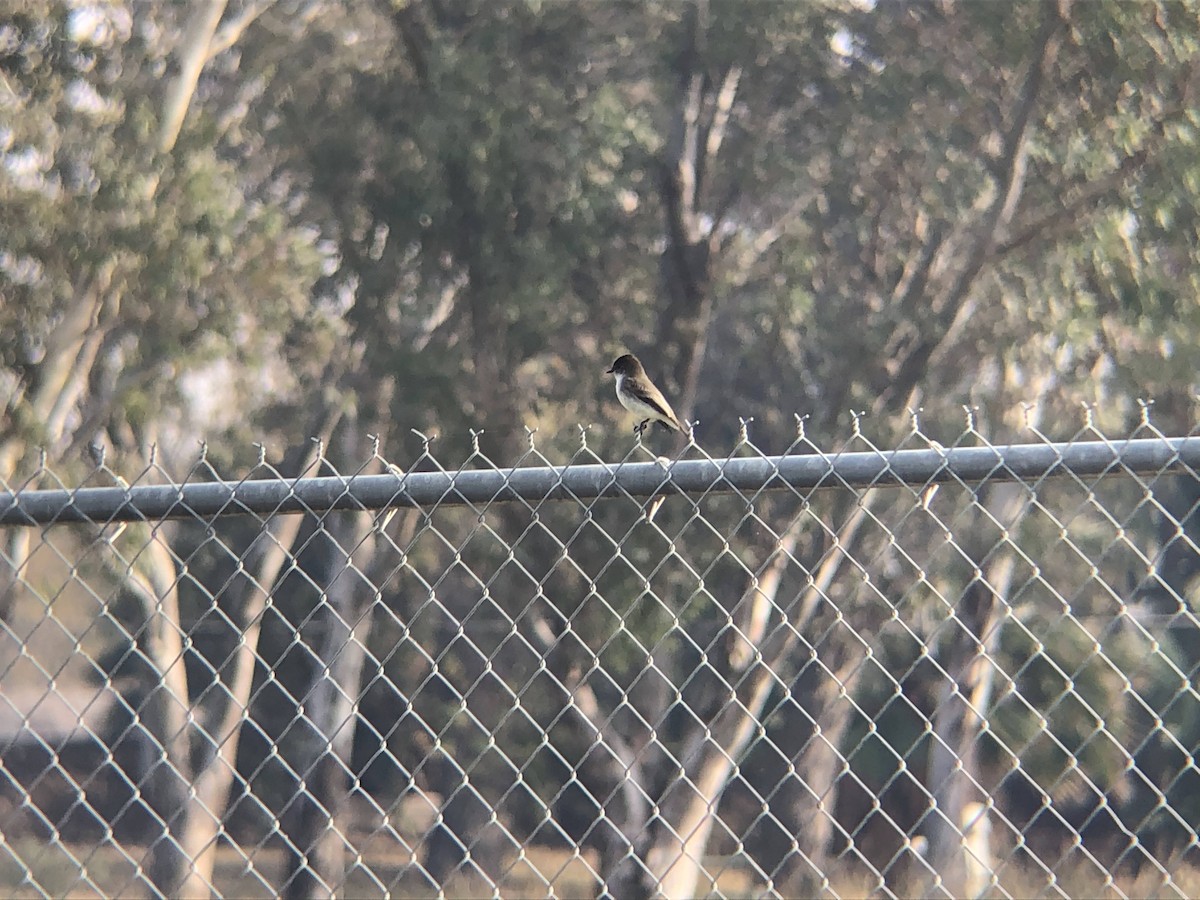 Eastern Phoebe - ML300008311