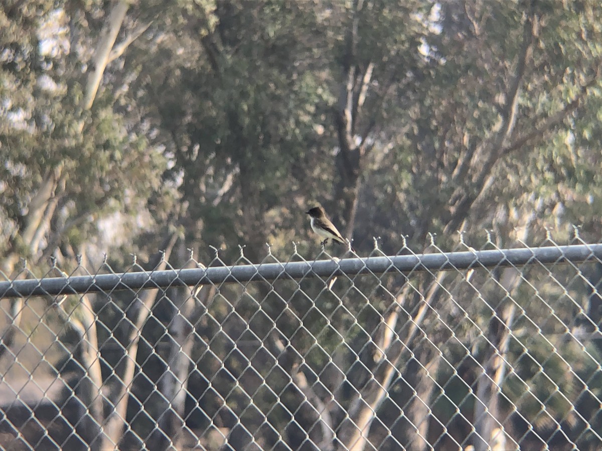 Eastern Phoebe - ML300008321