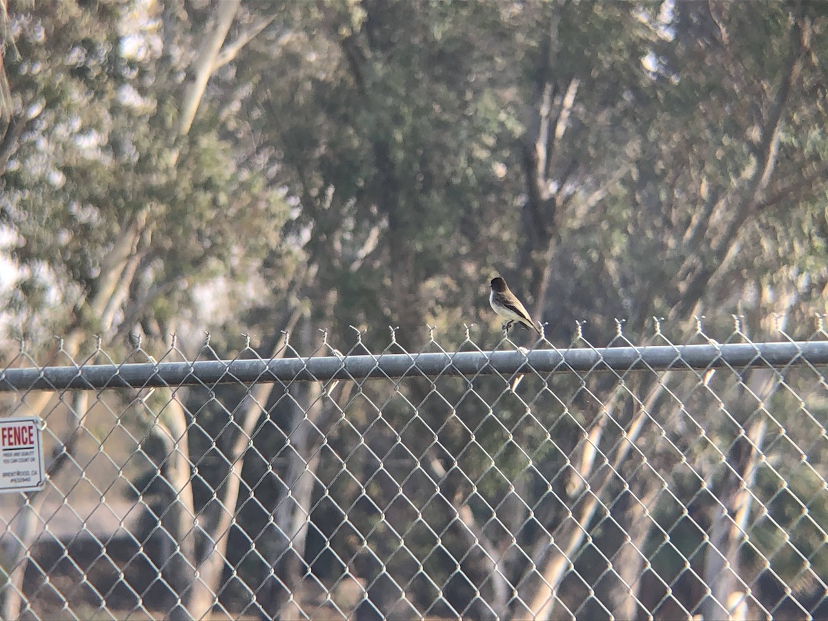 Eastern Phoebe - ML300008331