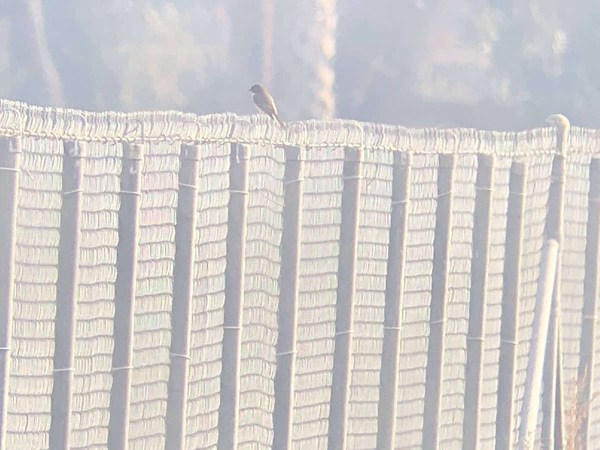Eastern Phoebe - ML300008411