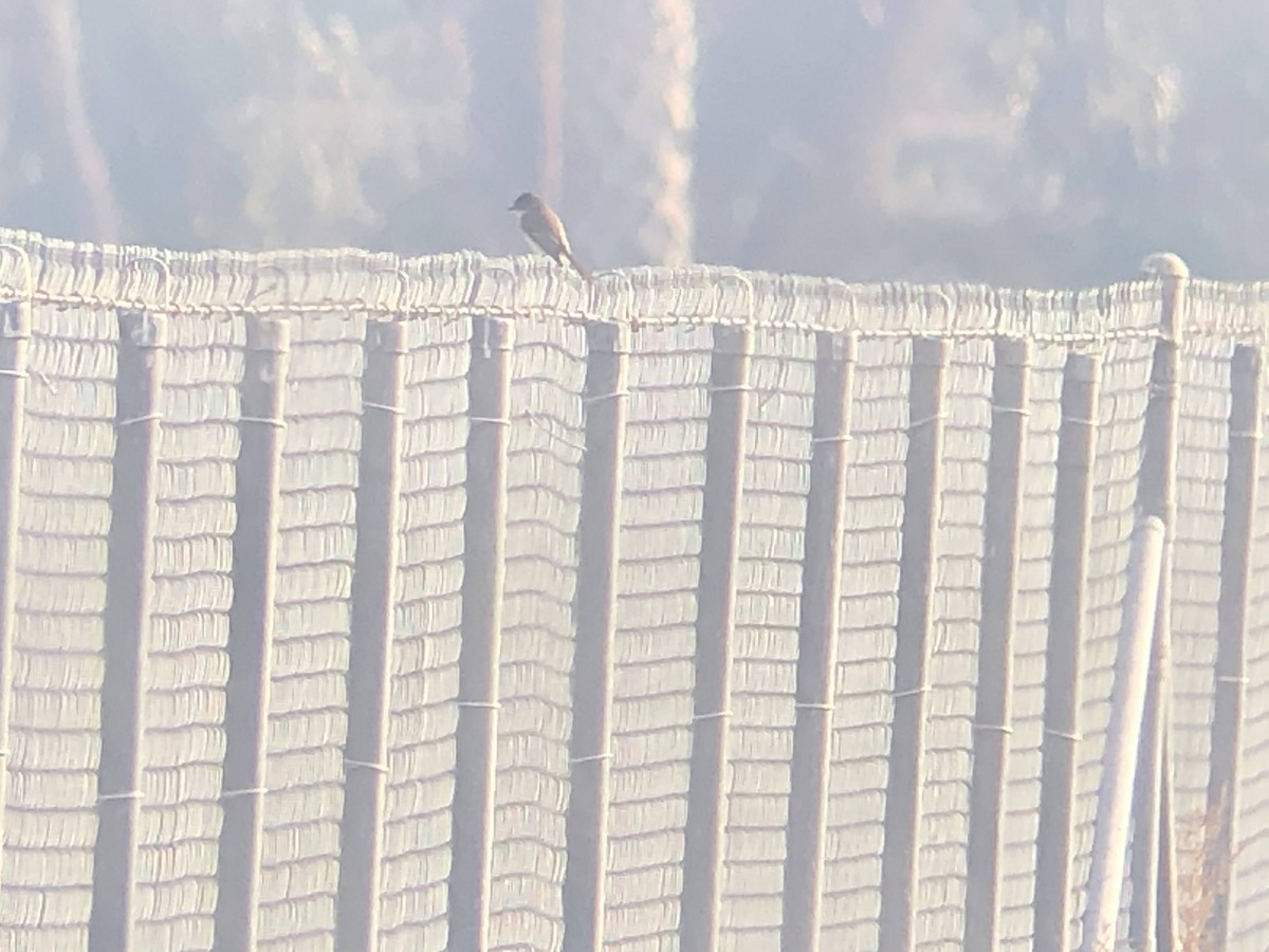 Eastern Phoebe - ML300008431
