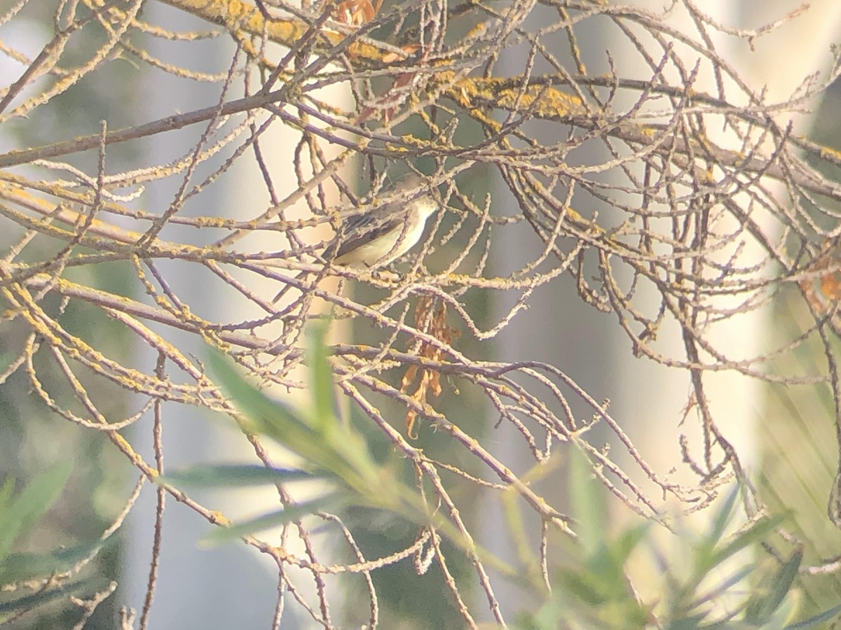 Eastern Phoebe - ML300008491