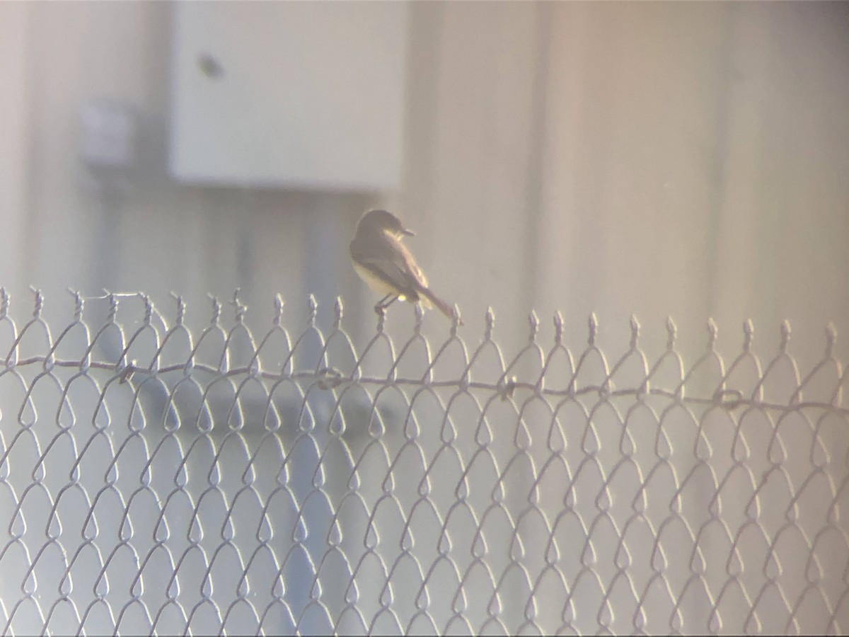 Eastern Phoebe - ML300008531
