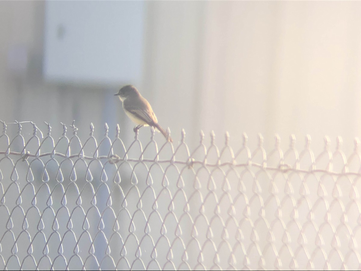 Eastern Phoebe - ML300008541