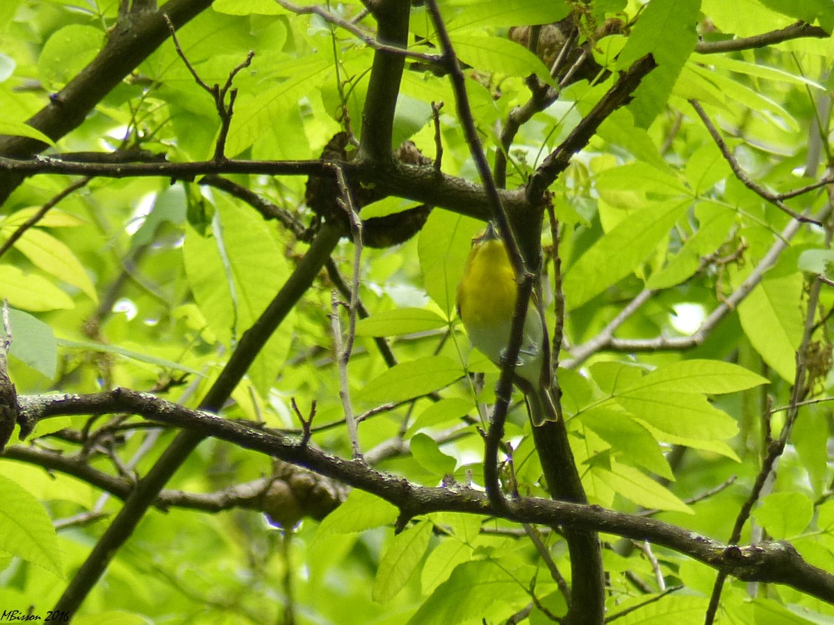 Yellow-throated Vireo - Micheline Bisson