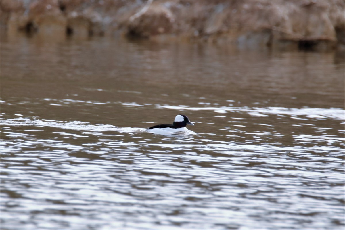 Bufflehead - ML300014101