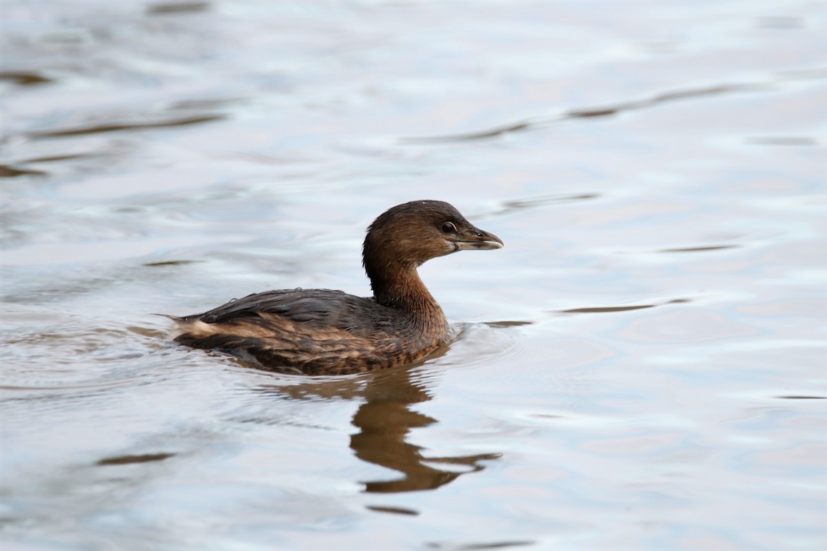 Pied-billed Grebe - ML300014341