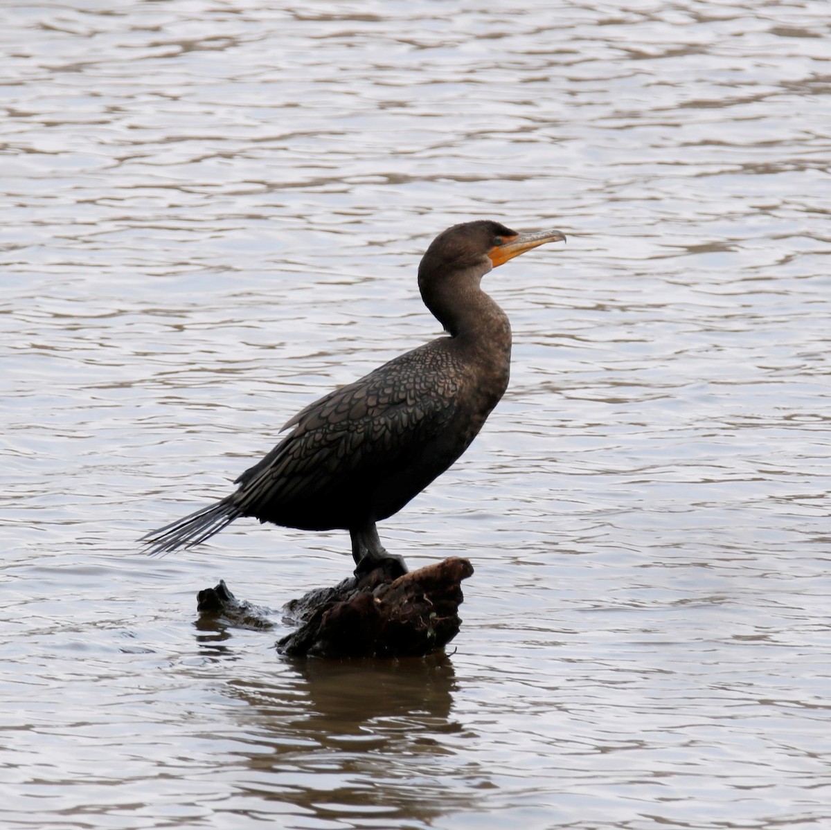 Double-crested Cormorant - ML300014611