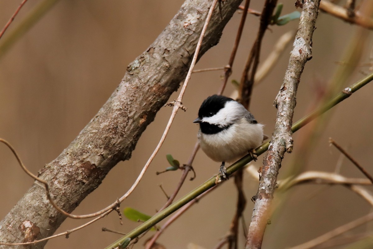 Carolina Chickadee - ML300015021