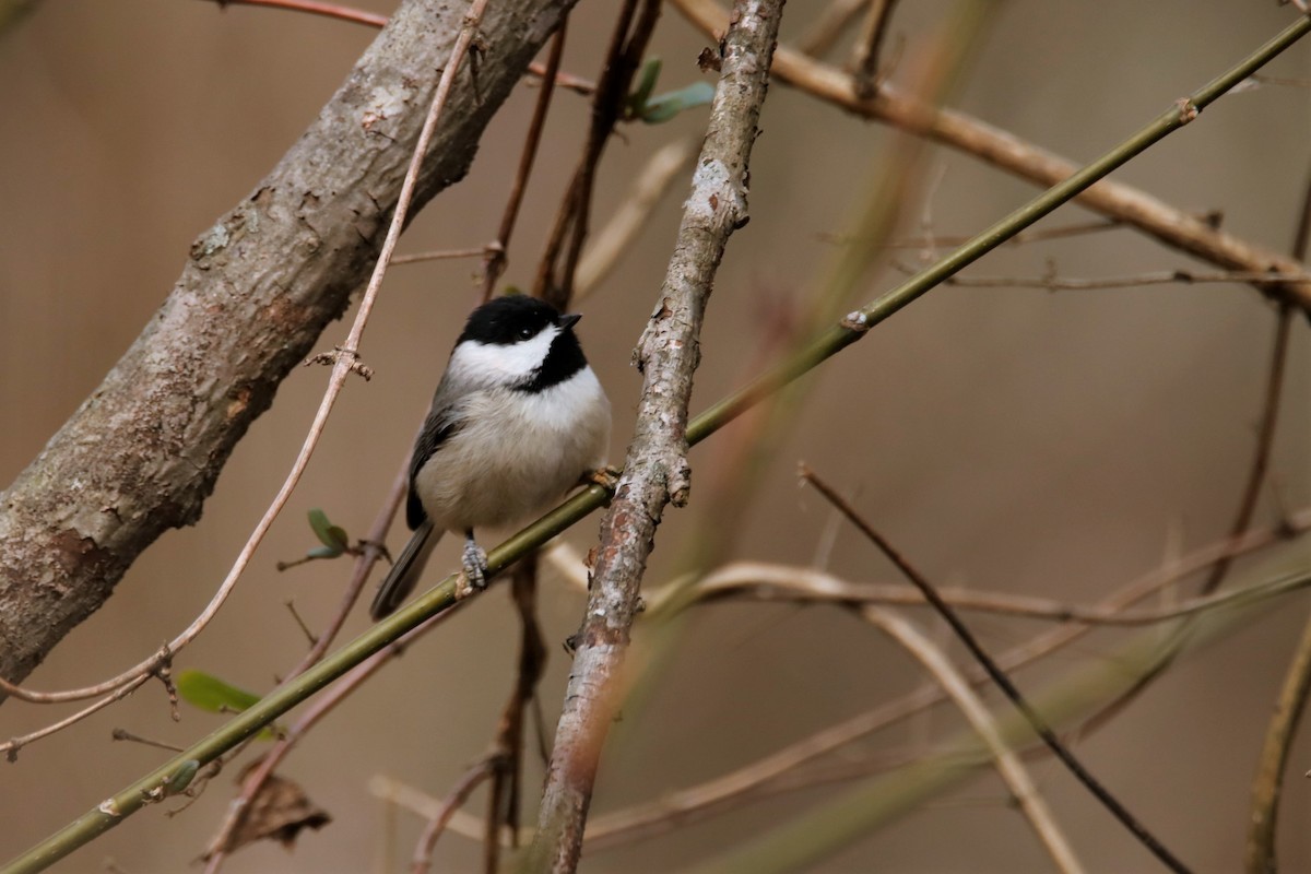 Carolina Chickadee - ML300015051