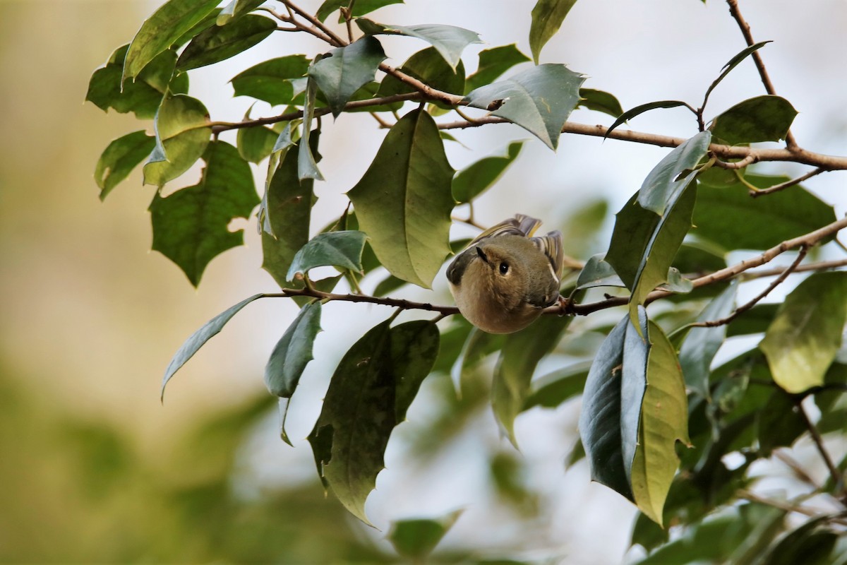 Ruby-crowned Kinglet - ML300015351