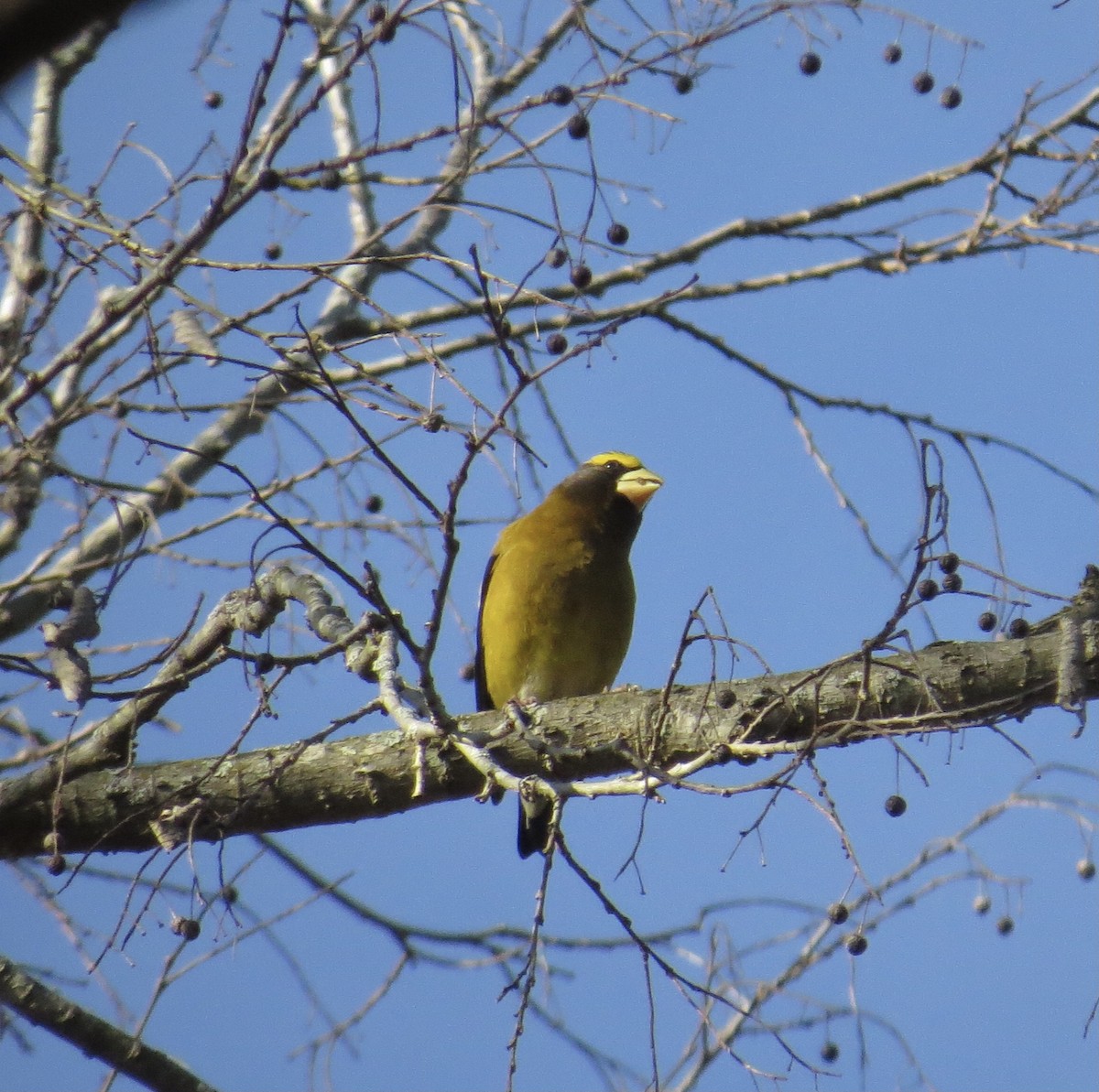 Evening Grosbeak - ML300015951