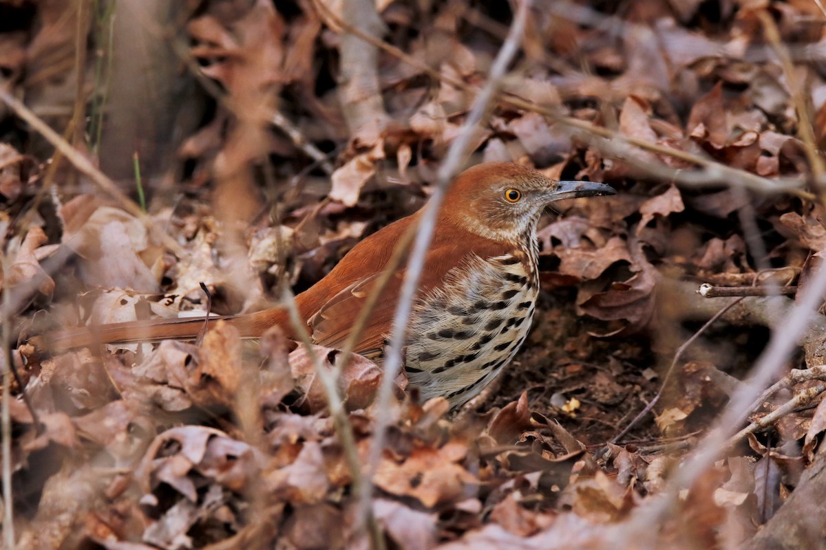 Brown Thrasher - ML300015971