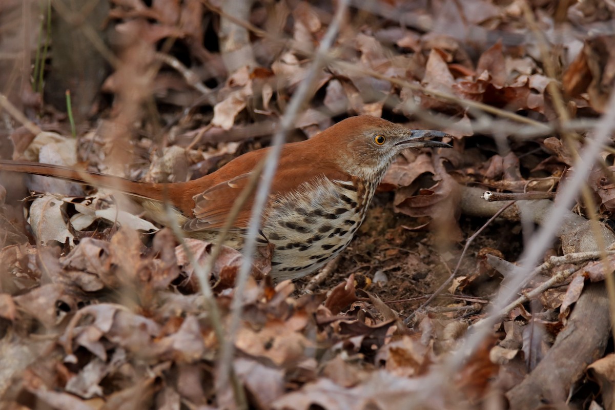 Brown Thrasher - ML300015981