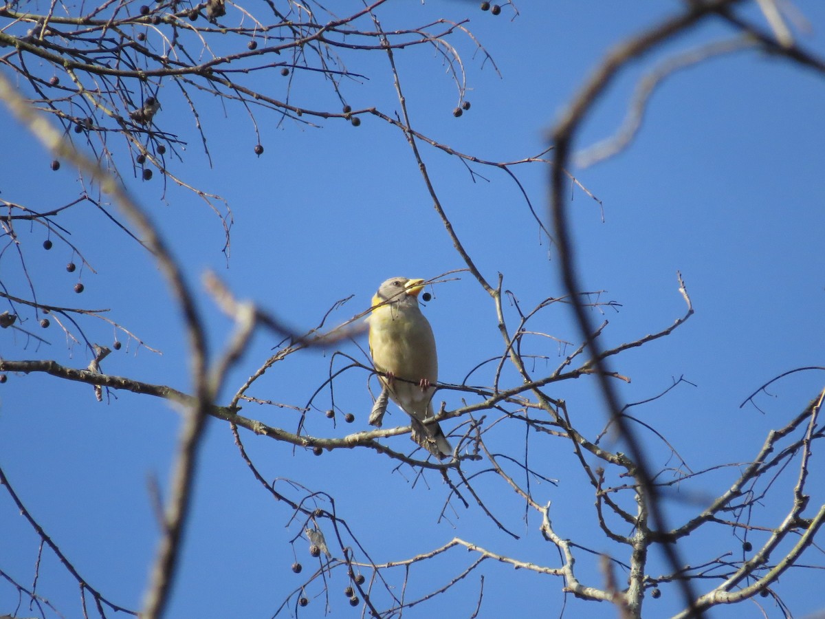 Evening Grosbeak - Leslie Starr